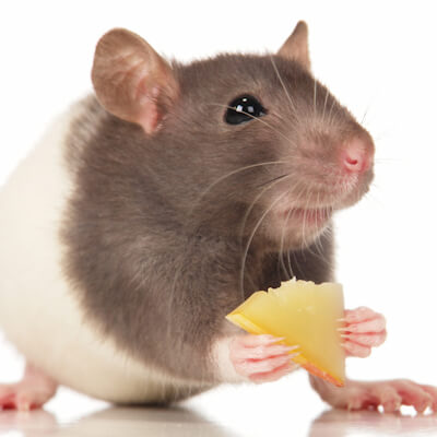 Mice and rats: feeding a healthy diet – Crossriggs Veterinary Clinic
